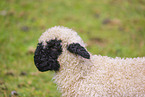 wallachian sheep