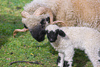 wallachian sheeps