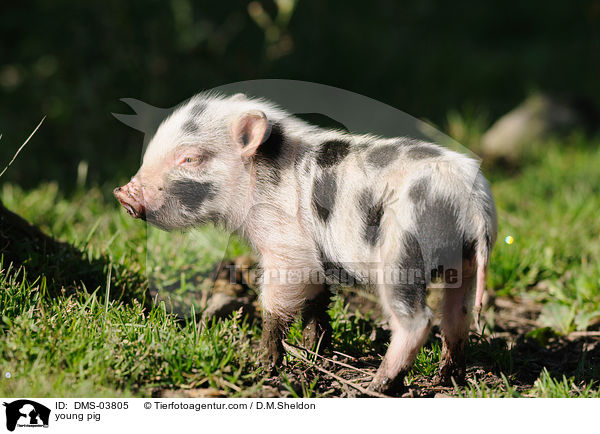 young pig / DMS-03805