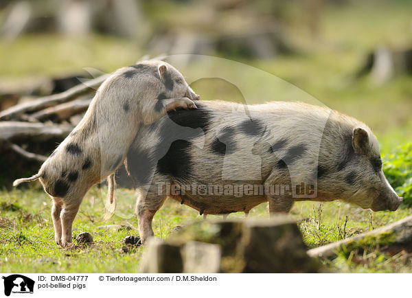 pot-bellied pigs / DMS-04777