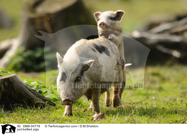 Vietnamesische Hngebauchschweine / pot-bellied pigs / DMS-04778
