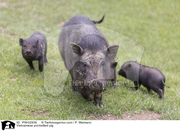Vietnamesisches Hngebauchschwein / Vietnamese pot-bellied pig / PW-02936