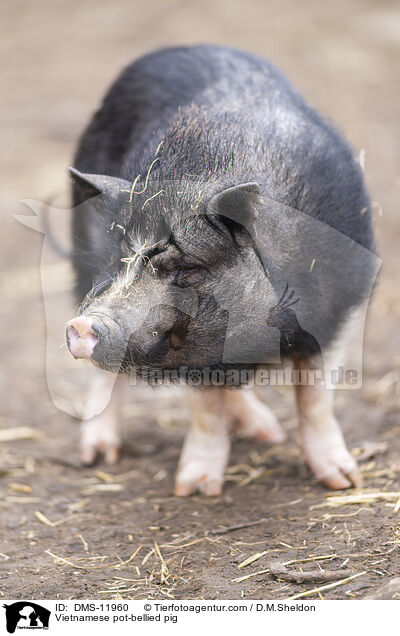 Vietnamesisches Hngebauchschwein / Vietnamese pot-bellied pig / DMS-11960