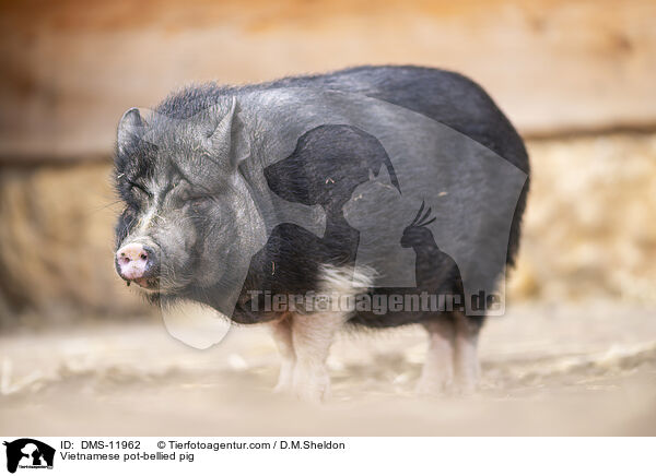 Vietnamesisches Hngebauchschwein / Vietnamese pot-bellied pig / DMS-11962