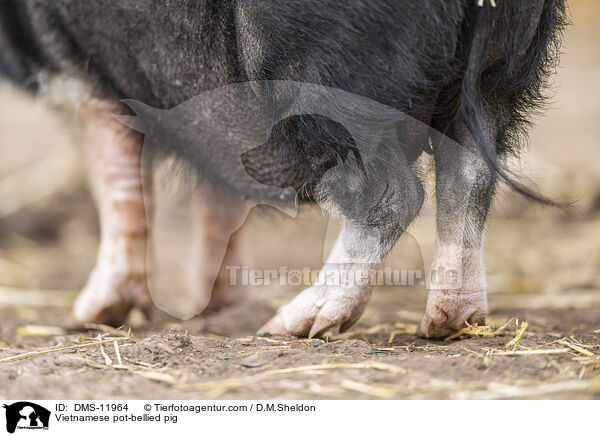 Vietnamesisches Hngebauchschwein / Vietnamese pot-bellied pig / DMS-11964