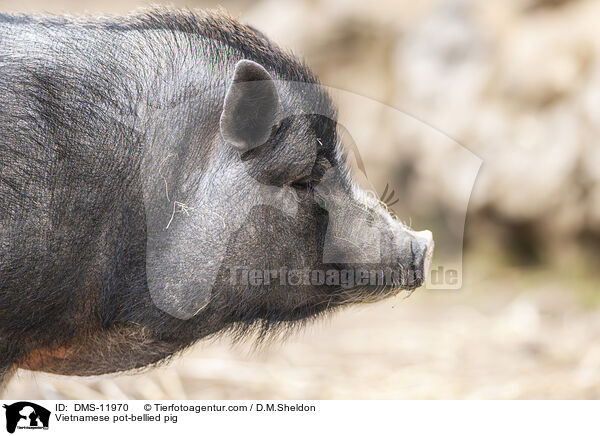 Vietnamesisches Hngebauchschwein / Vietnamese pot-bellied pig / DMS-11970
