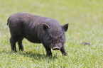 Vietnamese pot-bellied pig