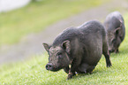 Vietnamese pot-bellied pig