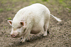 Vietnamese Pot-bellied pig