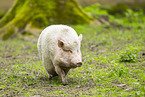 Vietnamese Pot-bellied pig