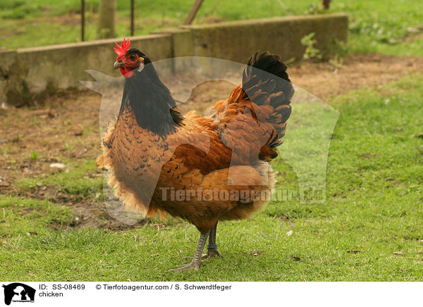 Vorwerkhuhn / chicken / SS-08469