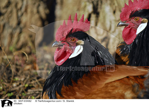 chicken / SST-03482