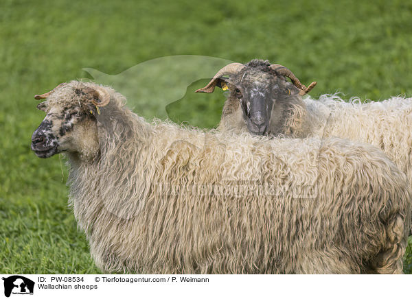 Wallachian sheeps / PW-08534