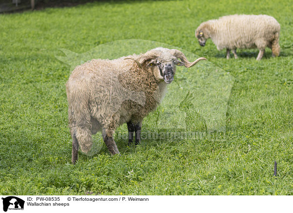 Walachenschafe / Wallachian sheeps / PW-08535
