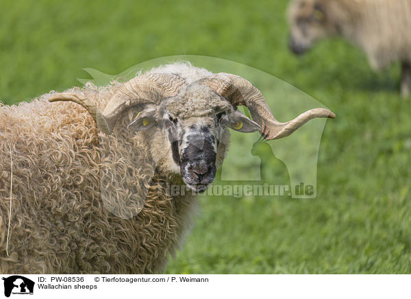 Walachenschafe / Wallachian sheeps / PW-08536