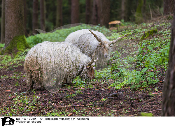 Zackelschafe / Wallachian sheeps / PW-10059