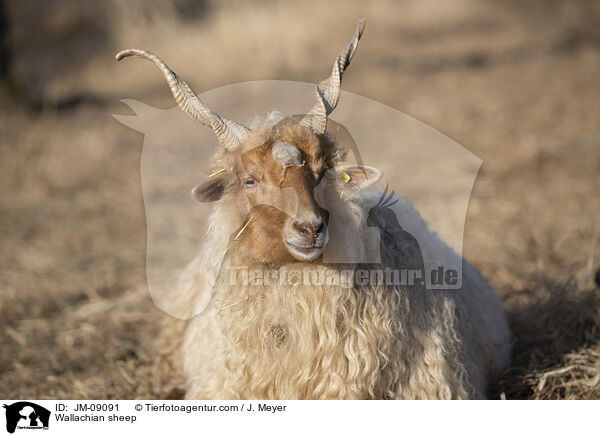 Wallachian sheep / JM-09091