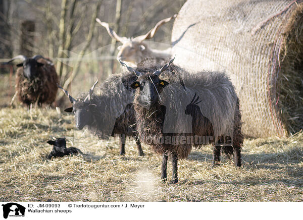 Zackelschafe / Wallachian sheeps / JM-09093