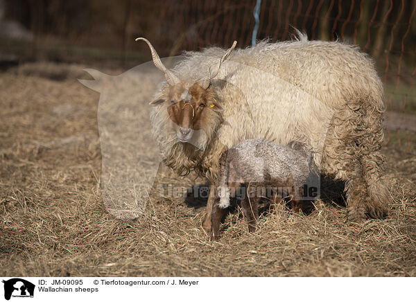 Zackelschafe / Wallachian sheeps / JM-09095