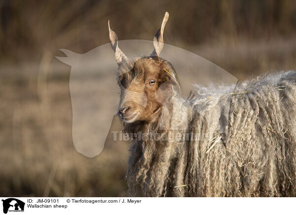 Zackelschaf / Wallachian sheep / JM-09101