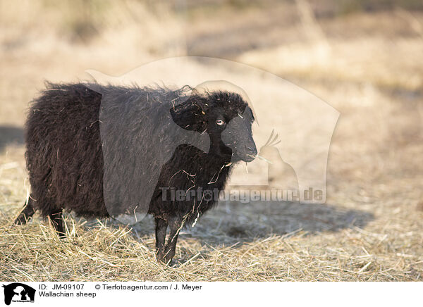 Zackelschaf / Wallachian sheep / JM-09107