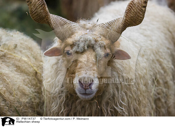 Zackelschaf / Wallachian sheep / PW-14737