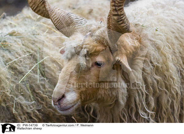 Zackelschaf / Wallachian sheep / PW-14739