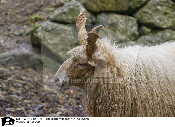 Wallachian sheep / PW-14740