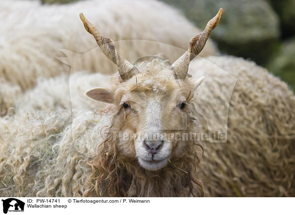 Zackelschaf / Wallachian sheep / PW-14741