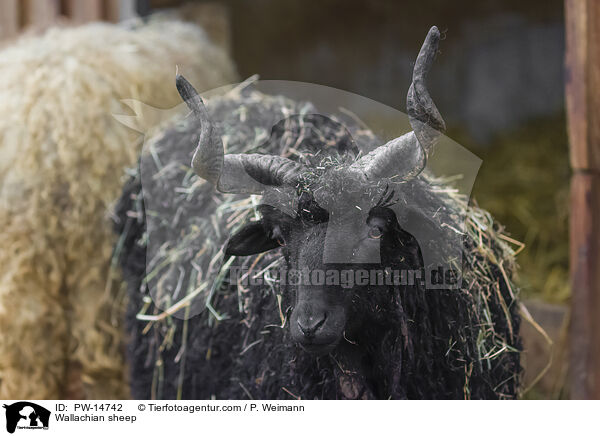 Zackelschaf / Wallachian sheep / PW-14742