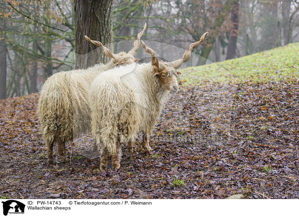 Zackelschafe / Wallachian sheeps / PW-14743
