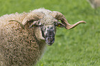 Wallachian sheep portrait
