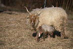Wallachian sheeps