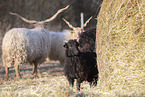 Wallachian sheeps