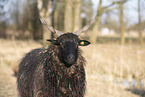 Wallachian sheep