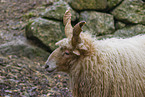 Wallachian sheep