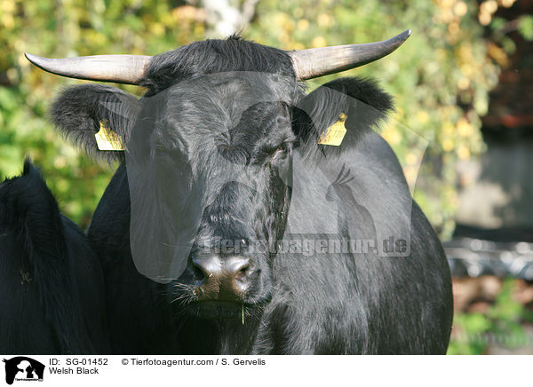 Waliser Schwarzvieh / Welsh Black / SG-01452