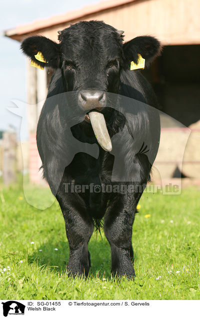 Waliser Schwarzvieh / Welsh Black / SG-01455
