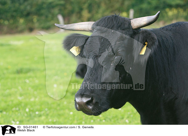 Welsh Black / SG-01461