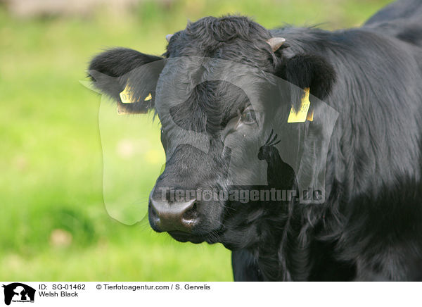 Waliser Schwarzvieh / Welsh Black / SG-01462