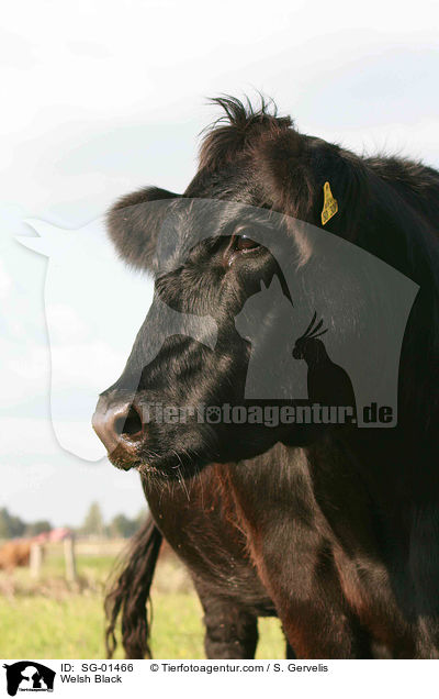 Welsh Black / SG-01466