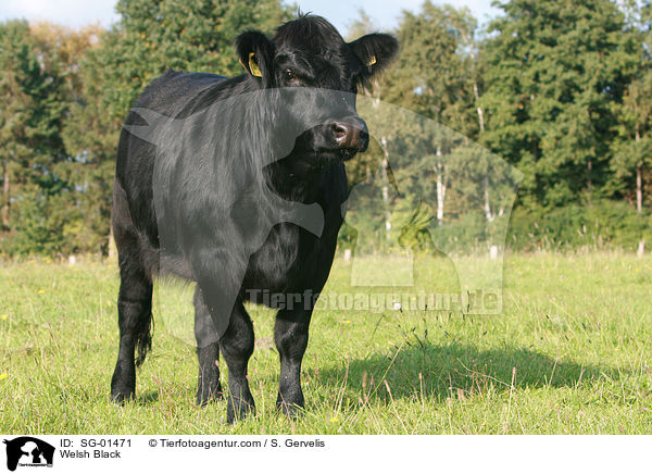 Waliser Schwarzvieh / Welsh Black / SG-01471
