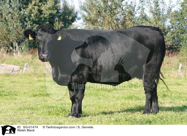 Welsh Black / SG-01474