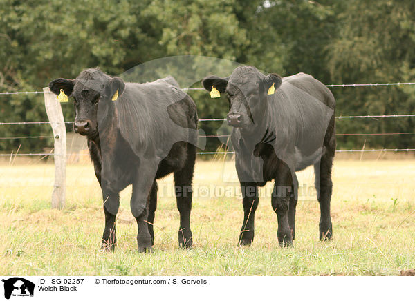 Welsh Black / SG-02257