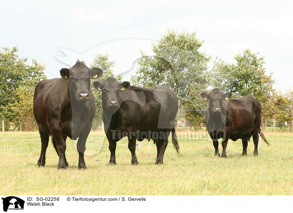 Waliser Schwarzvieh / Welsh Black / SG-02258