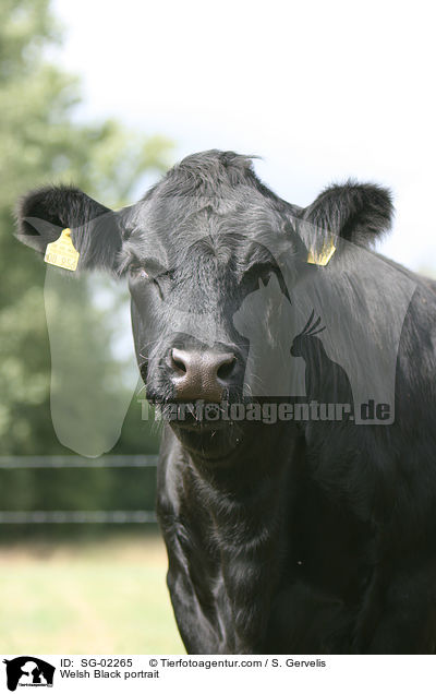 Waliser Schwarzvieh Portrait / Welsh Black portrait / SG-02265