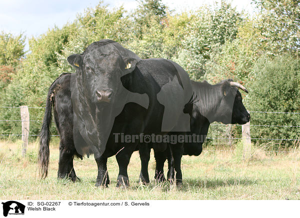 Waliser Schwarzvieh / Welsh Black / SG-02267