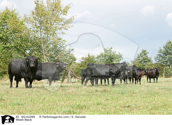 Welsh Black / SG-02268