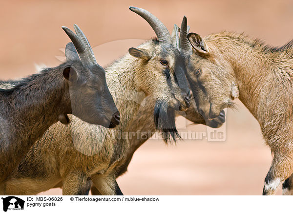 pygmy goats / MBS-06826