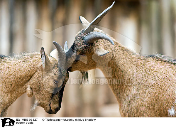 pygmy goats / MBS-06827